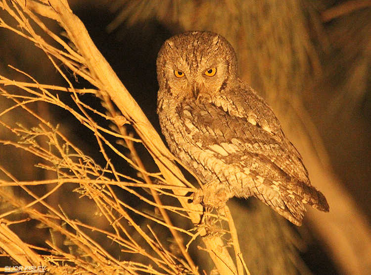   Common Scops-Owl Otus scops  .Yotvata,Arava valley,15-03-12 Lior Kislev
